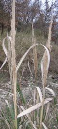 Arundo plinii